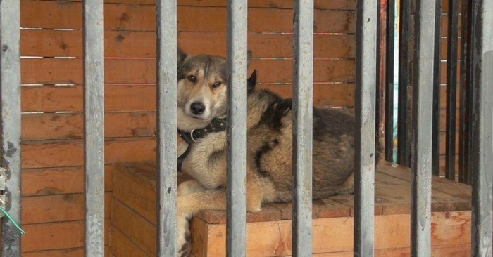 В Благодарненском муниципальном округе появится модульный пункт временного содержания животных без владельцев для единовременного содержания 80 собак и 20 кошек.