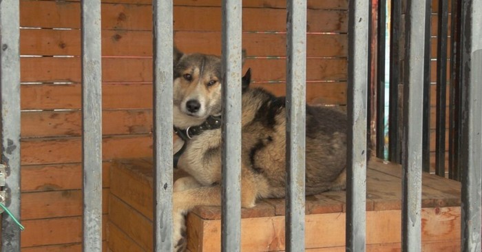 В Благодарненском муниципальном округе появится модульный пункт временного содержания животных без владельцев для единовременного содержания 80 собак и 20 кошек. В Благодарненском муниципальном округе появится модульный пункт временного содержания животных без владельцев для единовременного содержания 80 собак и 20 кошек.